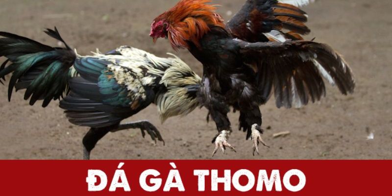 Thomo – Nơi hội tụ các chiến kê xuất sắc